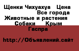 Щенки Чихуахуа › Цена ­ 12000-15000 - Все города Животные и растения » Собаки   . Крым,Гаспра